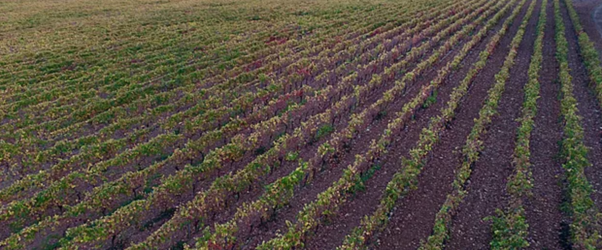 champ vignes chateau la bastide