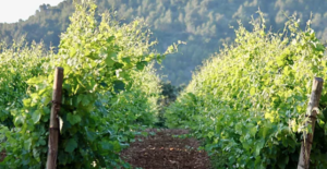 vignes vin chateau la bastide