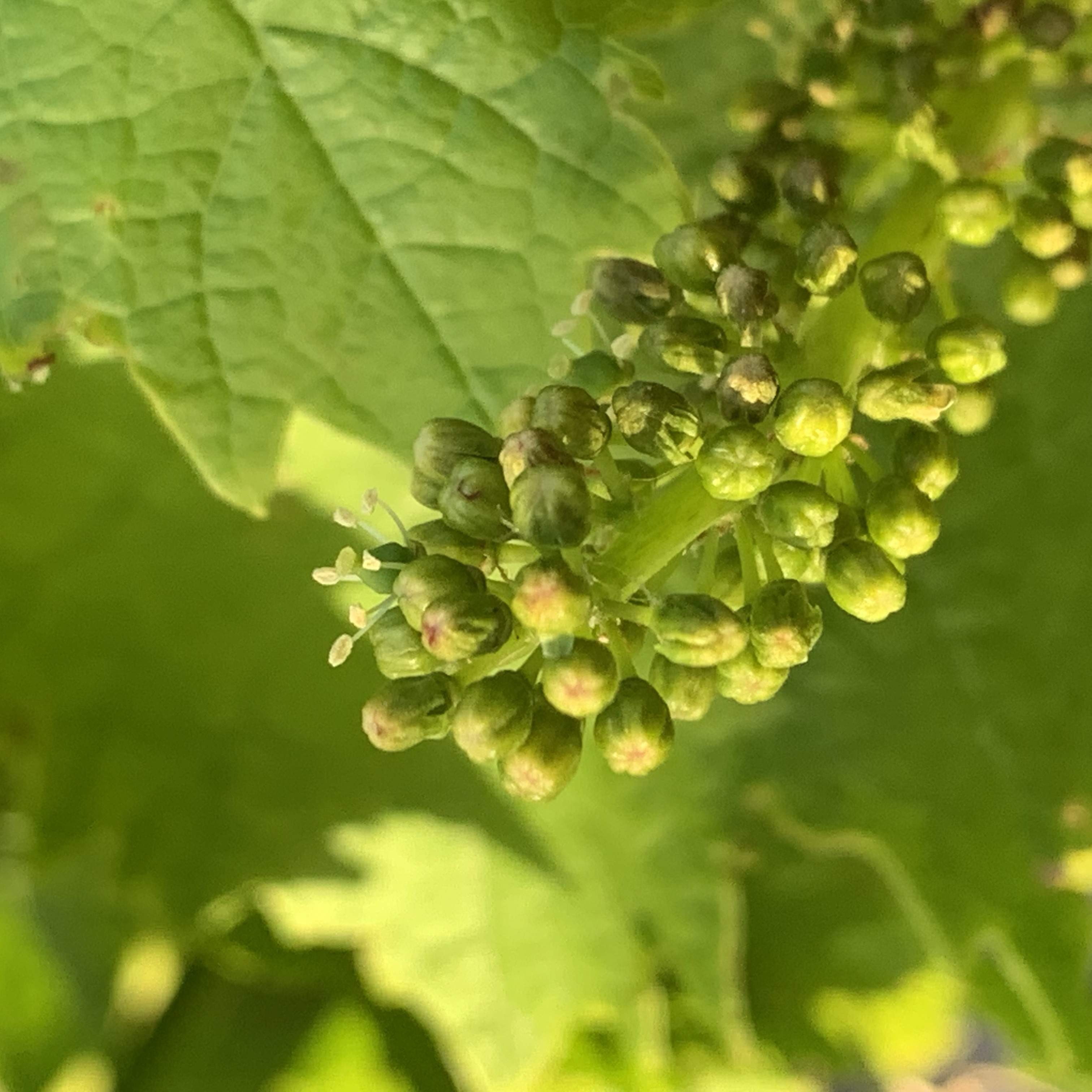 Fleurs de vigne Château La Bastide